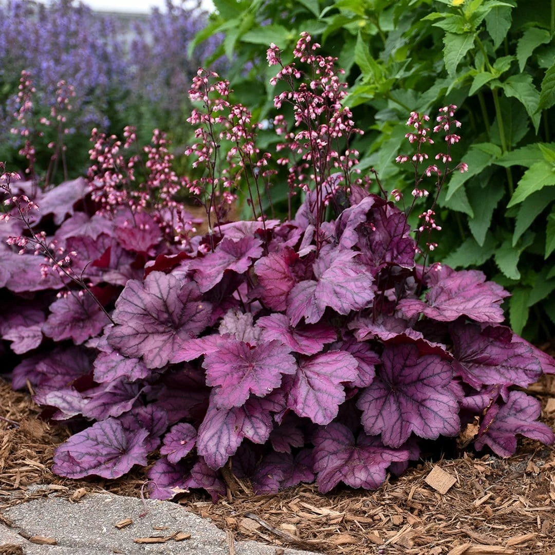 Roots Plants Heuchera 'Wild Rose' | 3L Pot 5 Roots Plants Heuchera 'Wild Rose' | 3L Pot