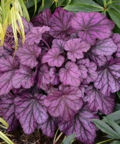 Roots Plants Heuchera 'Wild Rose' | 3L Pot 9 Roots Plants Heuchera 'Wild Rose' | 3L Pot