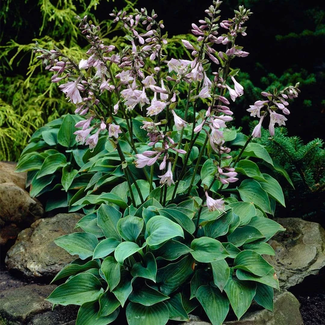 Roots Plants Hosta 'Blue Cadet' 3 Roots Plants Hosta 'Blue Cadet'