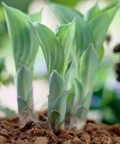 Roots Plants Hosta 'Blue Cadet' 7 Roots Plants Hosta 'Blue Cadet'