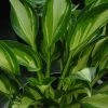 Roots Plants Perennials Hosta 'Lakeside Little Tuft' | 1L Pot 1 Roots Plants Perennials Hosta 'Lakeside Little Tuft' | 1L Pot