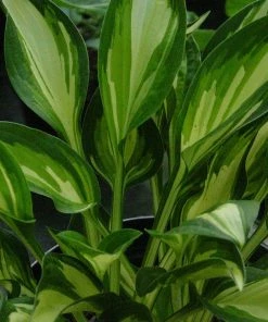 Roots Plants Perennials Hosta 'Lakeside Little Tuft' | 1L Pot