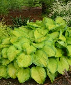 Roots Plants Perennials Hosta 'Stained Glass' | 1L Pot