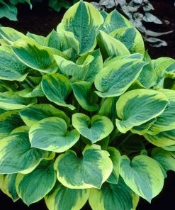 Roots Plants Perennials Hosta Collection | 6 X 1L Pots