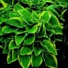 Roots Plants Hosta 'Wide Brim' | 1L Pot Perennials
