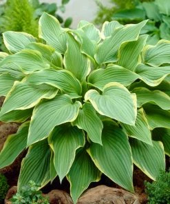 Roots Plants Hosta 'Yellow River'