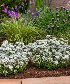 Roots Plants Iberis 'Snowsurfer Forte' | 10.5cm Pot Perennials
