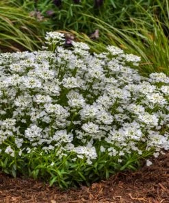Roots Plants Iberis 'Snowsurfer Forte' | 10.5cm Pot Perennials 7 Roots Plants Iberis 'Snowsurfer Forte' | 10.5cm Pot Perennials