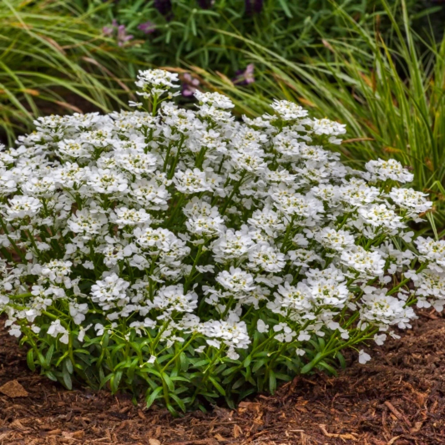 Roots Plants Iberis 'Snowsurfer Forte' | 10.5cm Pot Perennials 5 Roots Plants Iberis 'Snowsurfer Forte' | 10.5cm Pot Perennials