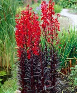 Roots Plants Lobelia 'Queen Victoria' Perennials