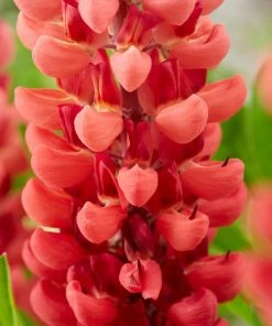 Roots Plants Lupin Legendary Shades Collection | 6 X 1L Pots 9 Roots Plants Lupin Legendary Shades Collection | 6 X 1L Pots