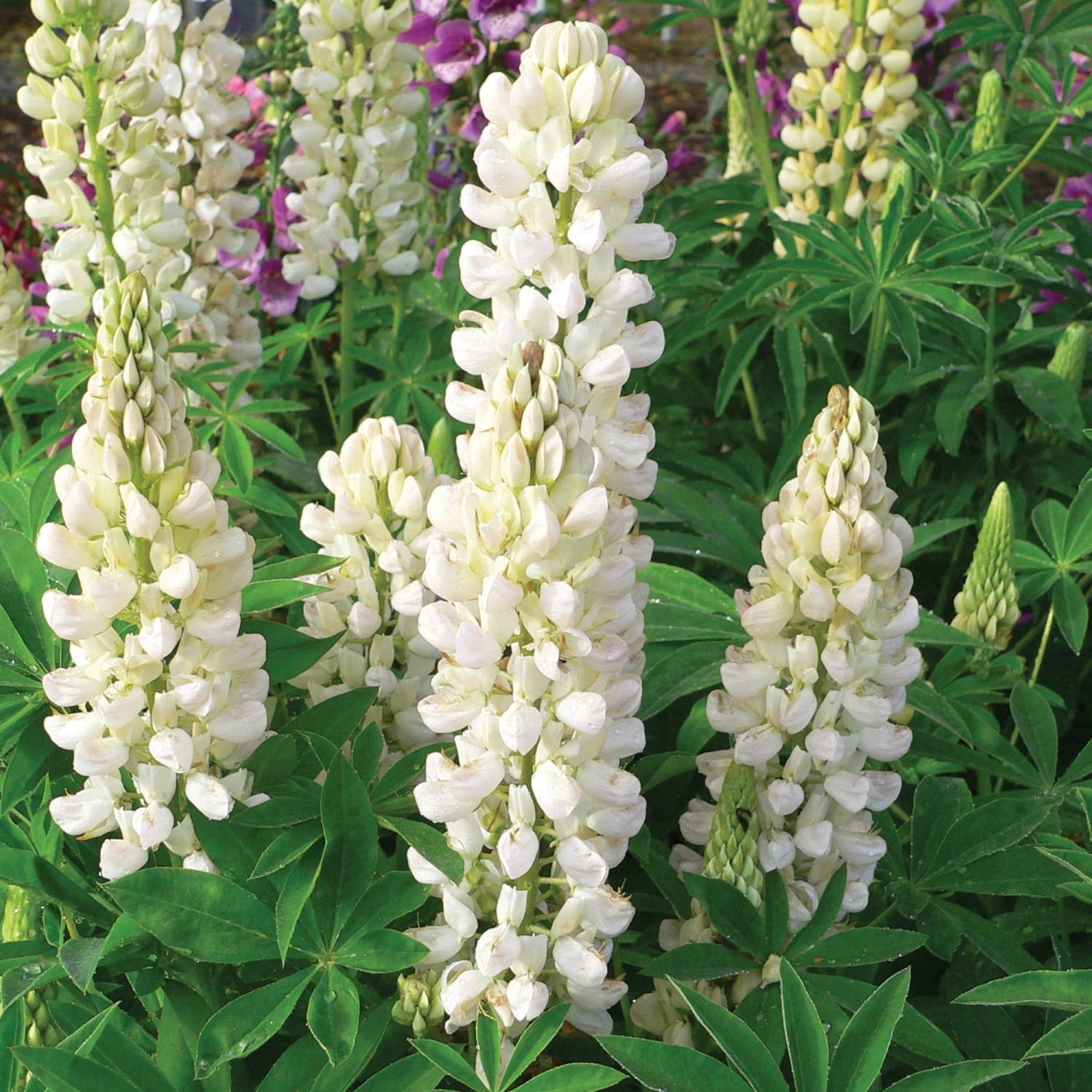 Roots Plants Lupin Legendary 'Shades Of White' Perennials 3 Roots Plants Lupin Legendary 'Shades Of White' Perennials