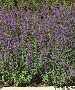 Roots Plants Catmint 'Faassenii' | Nepeta | 10.5cm Pot