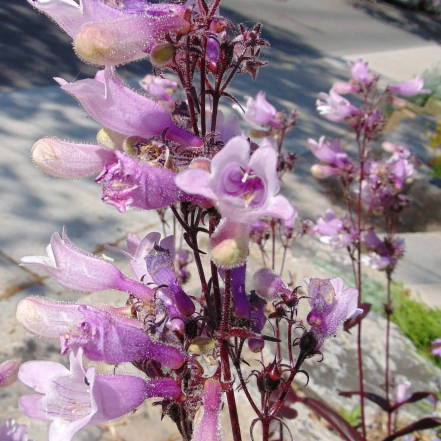 Roots Plants Perennials Penstemon 'Dark Towers' | 1L Pot 3 Roots Plants Perennials Penstemon 'Dark Towers' | 1L Pot