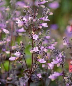 Roots Plants Perennials Penstemon 'Pristine Lilac Purple' | 10.5cm Pot