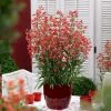 Roots Plants Perennials Penstemon Pristine Scarlet 10.5cm 2 Roots Plants Perennials Penstemon Pristine Scarlet 10.5cm