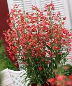 Roots Plants Perennials Penstemon Pristine Scarlet 10.5cm