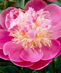 Roots Plants Peony 'Bowl Of Beauty' | 3L Pot Perennials