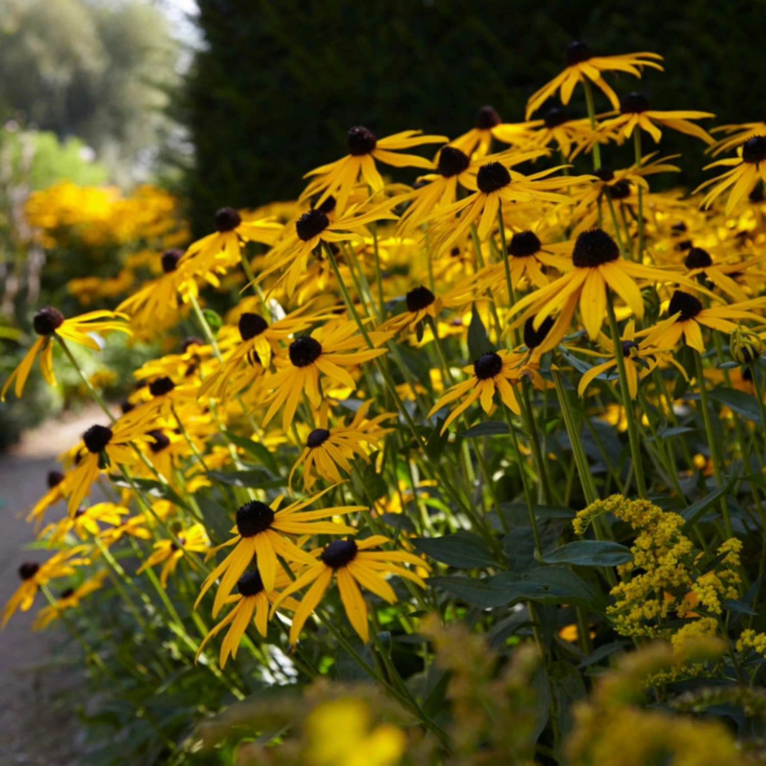 Roots Plants Rudbeckia 'Goldsturm' Perennials 5 Roots Plants Rudbeckia 'Goldsturm' Perennials