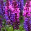 Roots Plants Perennials Salvia 'Blue Marvel'