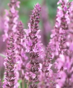 Roots Plants Perennials Salvia 'Fashionista Pretty In Pink' | 10.5cm Pot