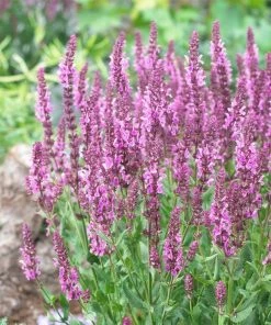 Roots Plants Perennials Salvia 'Fashionista Pretty In Pink' | 10.5cm Pot