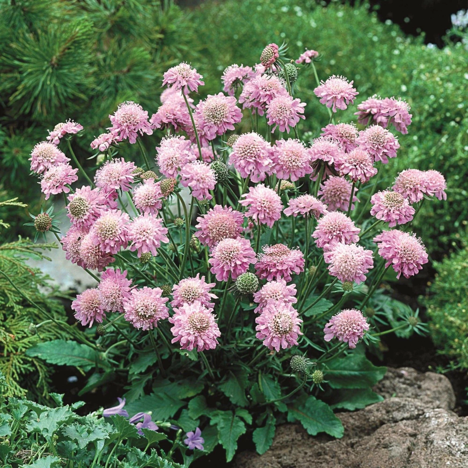 Roots Plants Scabiosa 'Pink Diamonds' | 10.5cm Pot Perennials 3 Roots Plants Scabiosa 'Pink Diamonds' | 10.5cm Pot Perennials