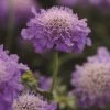 Roots Plants Scabious 'Blue Note' | 10.5cm Pot 1 Roots Plants Scabious 'Blue Note' | 10.5cm Pot