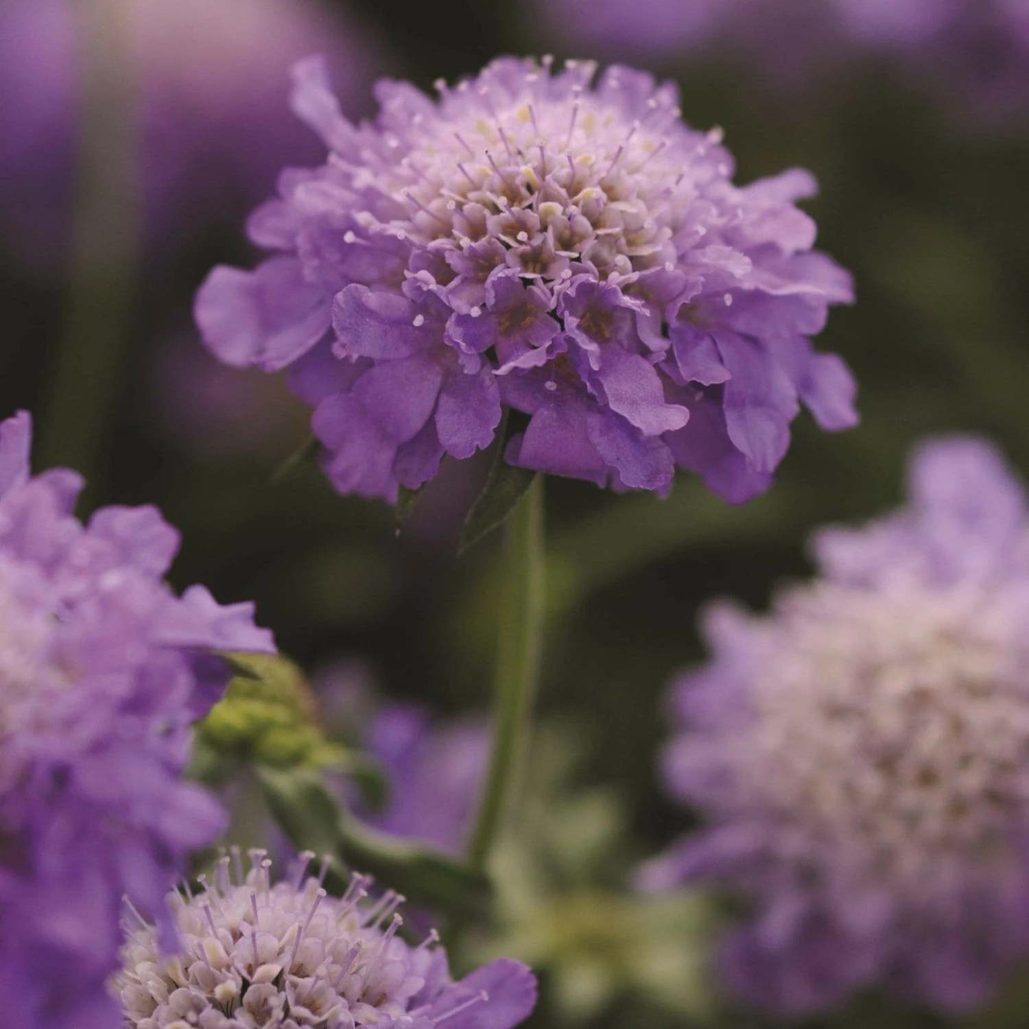 Roots Plants Scabious 'Blue Note' | 10.5cm Pot 3 Roots Plants Scabious 'Blue Note' | 10.5cm Pot