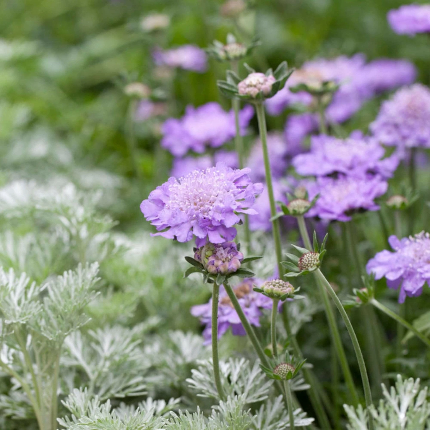 Roots Plants Scabious 'Blue Note' | 10.5cm Pot 4 Roots Plants Scabious 'Blue Note' | 10.5cm Pot