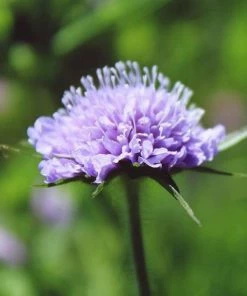 Roots Plants Scabious 'Blue Note' | 10.5cm Pot 7 Roots Plants Scabious 'Blue Note' | 10.5cm Pot