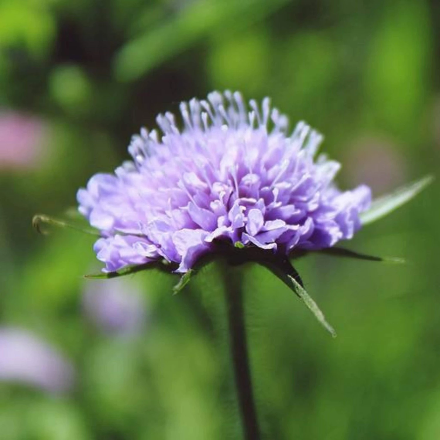 Roots Plants Scabious 'Blue Note' | 10.5cm Pot 5 Roots Plants Scabious 'Blue Note' | 10.5cm Pot
