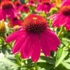 Roots Plants Echinacea 'Sombrero Rose' Perennials