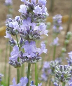 Roots Plants 15 Lavender'Munstead' | Plug Plants Perennials