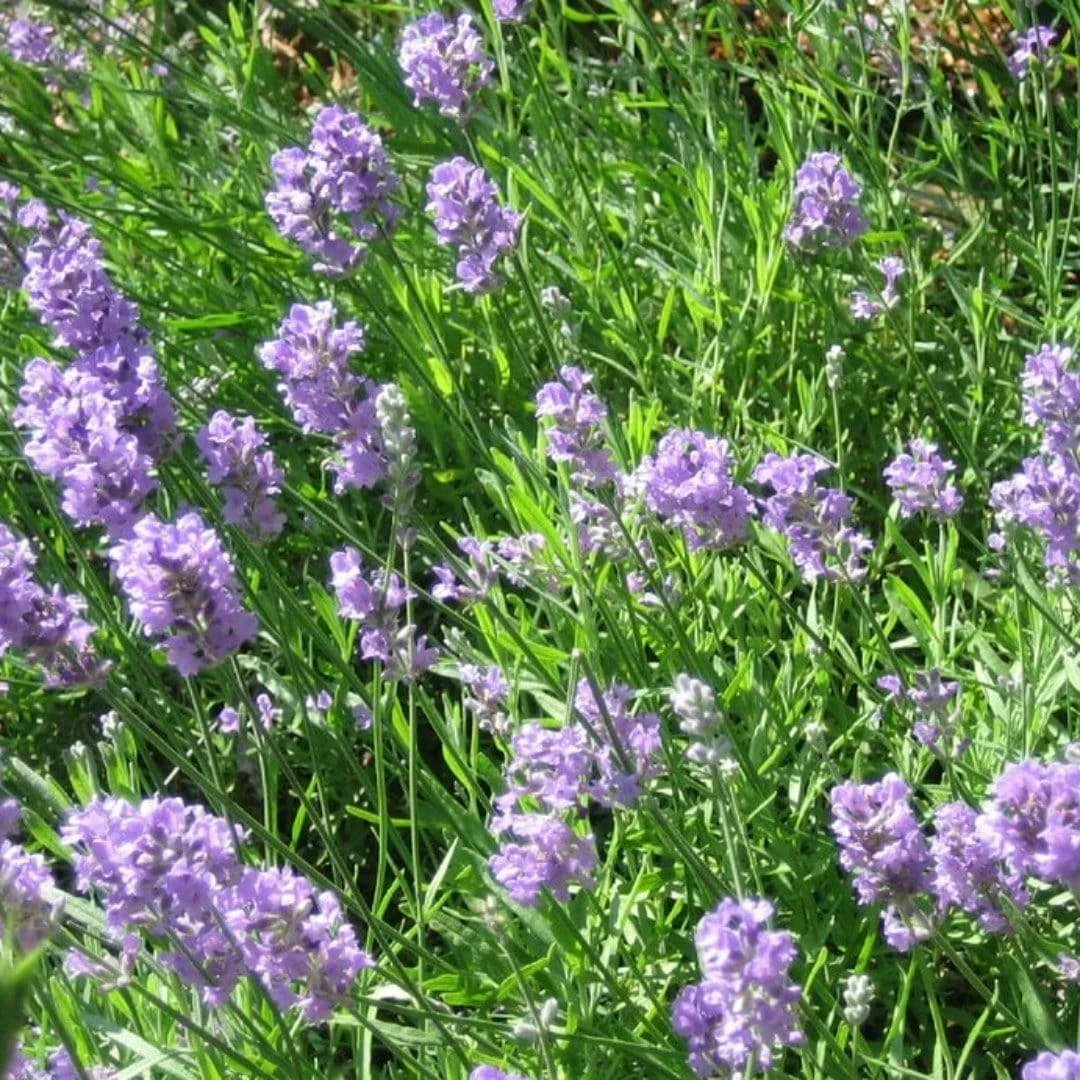 Roots Plants Lavender 'Munstead' Perennials 4 Roots Plants Lavender 'Munstead' Perennials