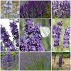 Roots Plants Perennials 15 Lavender Collection | Plug Plants 2 Roots Plants Perennials 15 Lavender Collection | Plug Plants