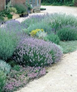 Roots Plants Perennials 15 Lavender Collection | Plug Plants