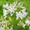 Roots Plants Agapanthus 'Ever White' 3L Pot Perennials