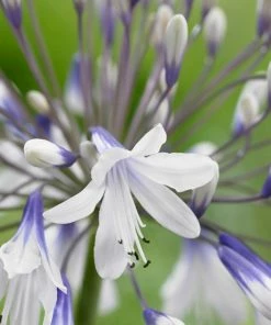 Roots Plants Agapanthus 'Fireworks' 3L Pot Perennials