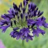 Roots Plants Perennials Agapanthus 'Royal Velvet' 3L Pot 2 Roots Plants Perennials Agapanthus 'Royal Velvet' 3L Pot