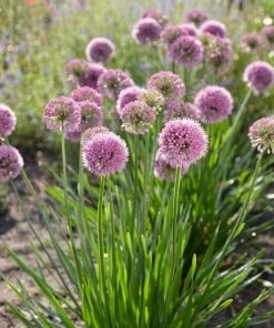 Roots Plants Allium Millenium' 3L Pot