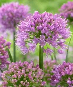 Roots Plants Allium Millenium' 3L Pot