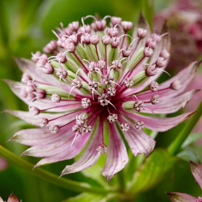 Roots Plants Perennials Astrantia 'Sparkling Stars Pink' 3L Pot 3 Roots Plants Perennials Astrantia 'Sparkling Stars Pink' 3L Pot