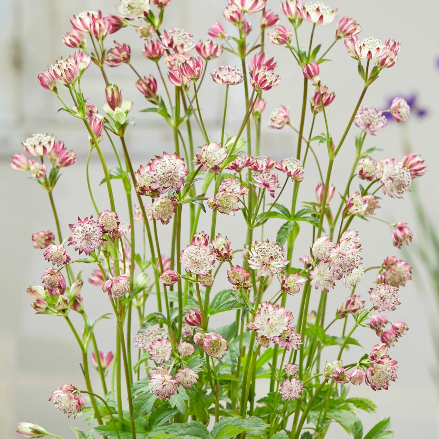 Roots Plants Perennials Astrantia 'Sparkling Stars Pink' 3L Pot 5 Roots Plants Perennials Astrantia 'Sparkling Stars Pink' 3L Pot