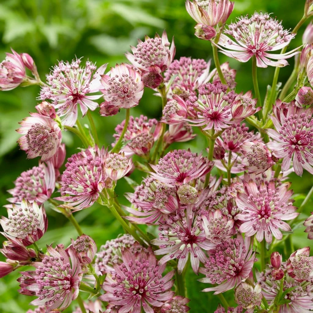 Roots Plants Perennials Astrantia 'Sparkling Stars Pink' 3L Pot 4 Roots Plants Perennials Astrantia 'Sparkling Stars Pink' 3L Pot