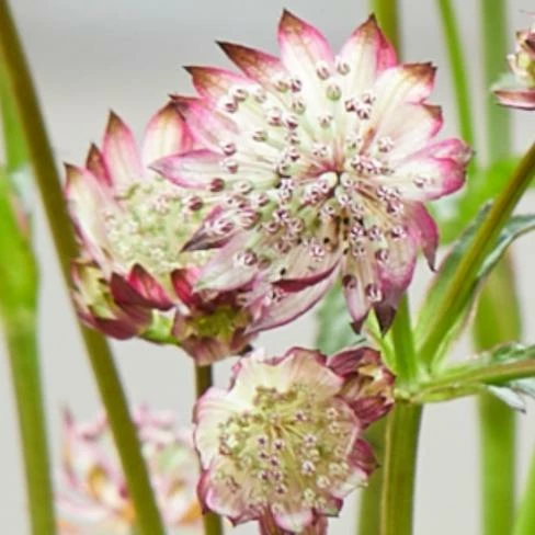Roots Plants Perennials Astrantia 'Sparkling Stars Pink' 3L Pot 6 Roots Plants Perennials Astrantia 'Sparkling Stars Pink' 3L Pot