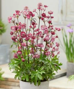 Roots Plants Astrantia 'Sparkling Stars Red' Perennials