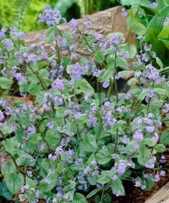 Roots Plants Brunnera 'Jack Frost'