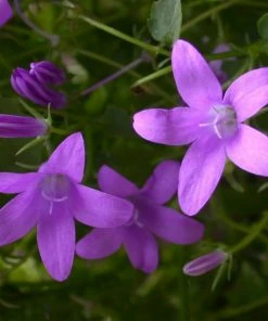 Roots Plants Perennials Campanula 'Sago' 3L Pot