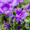 Roots Plants Campanula 'Viking' 3L Pot